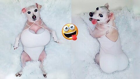Best Of 2023- Funny Dogs Videos - Try Not To Laugh