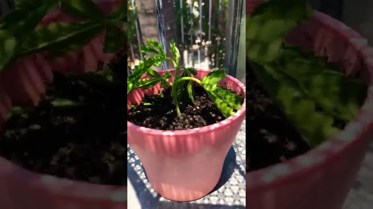 My First Cannabis Clone + Method Used