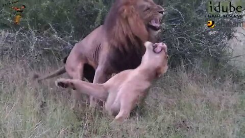 WILDlife: Rough Lion Lovers