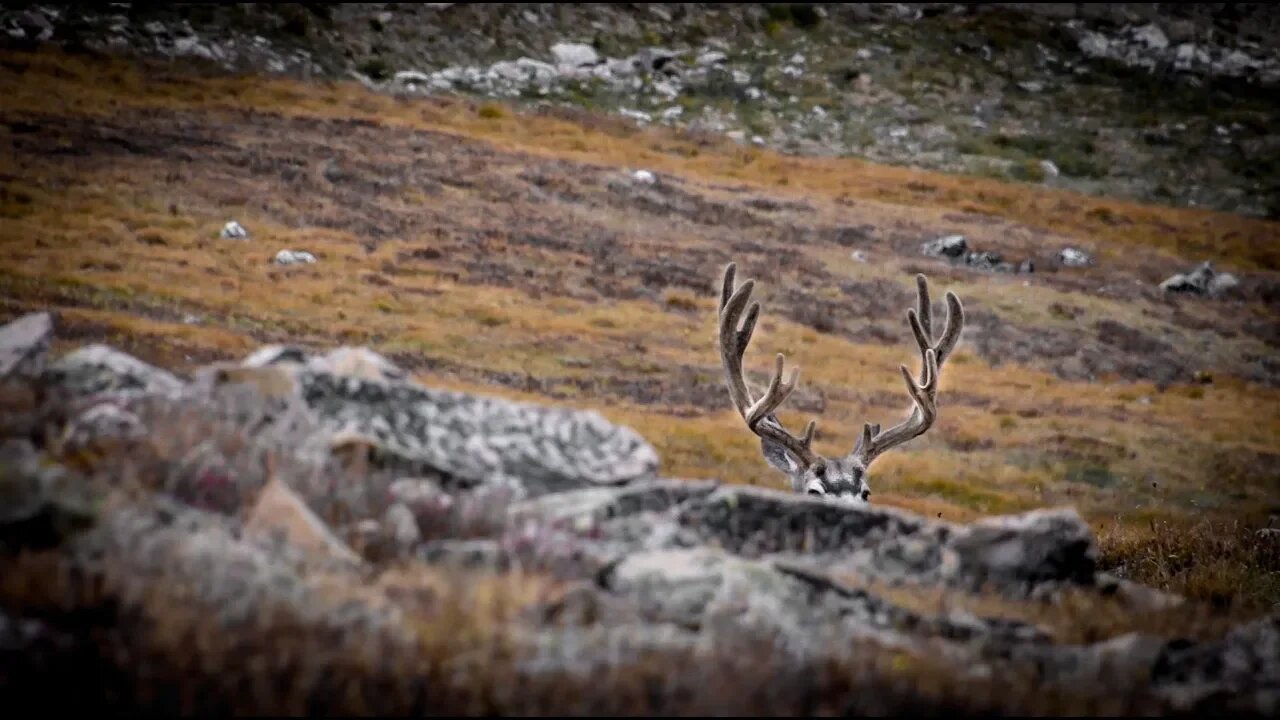 Colorado Public DIY Mule Deer Bow Hunt