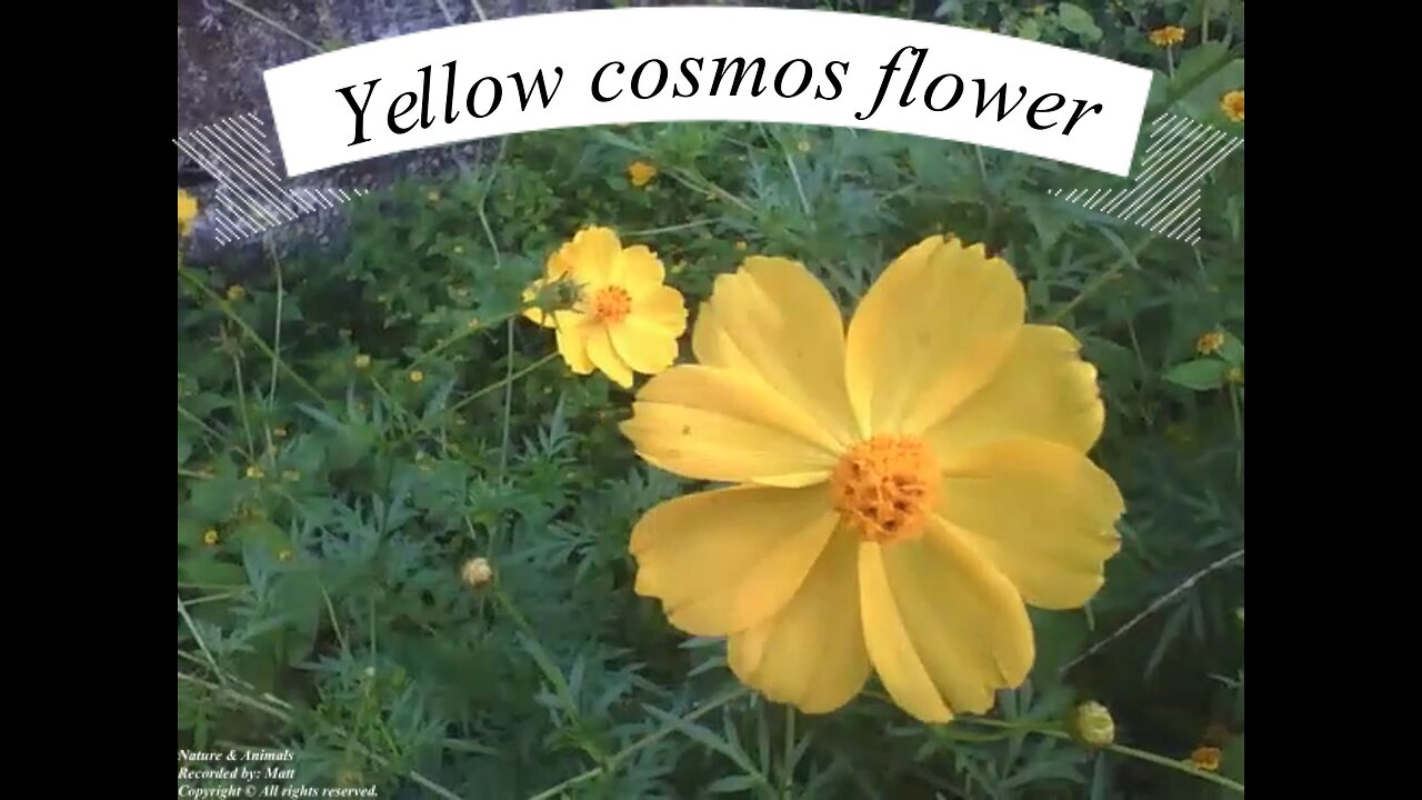 Yellow cosmos flower simply beautiful [Nature Animals]