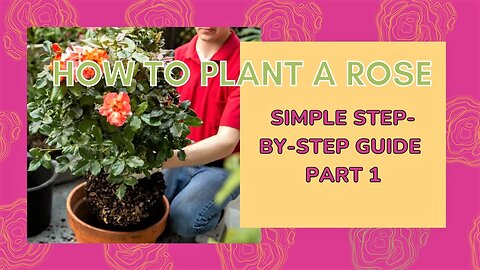 How to Transfer Rose Plant in Other Pots Part 1