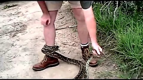 Python Constricts Rob the Ranger's Leg