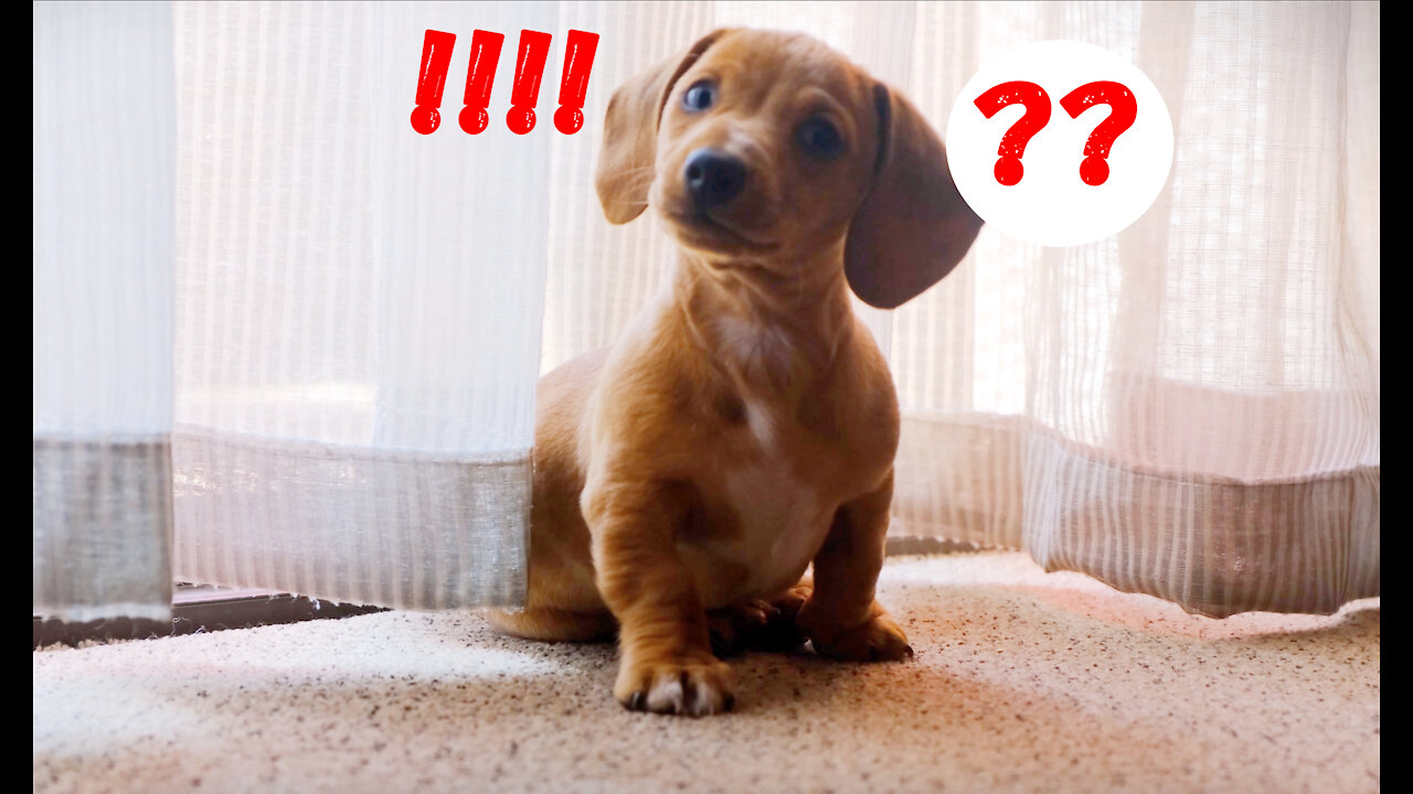 Confused Weiner Dog - What just Happen !!!