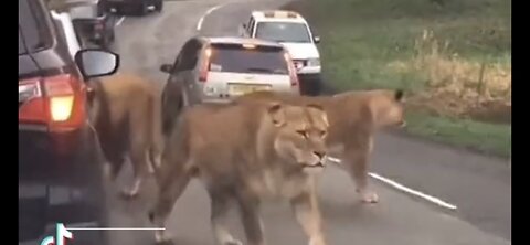 PROTESTERS IN FRANCE LET THE ZOO ANIMALS FREE