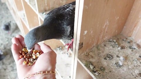 Feeding young birds peanuts ,