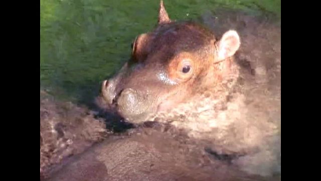 10 Day Old Baby Hippo