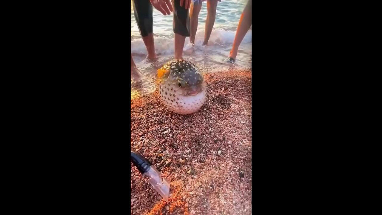Funny animal video