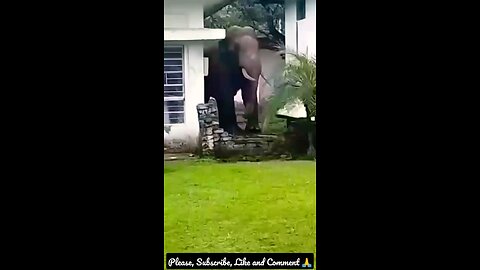 elephant destroy house 🏡