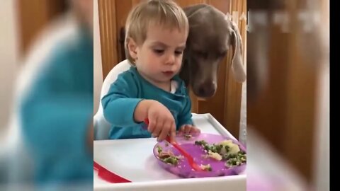 FUNNIEST DOGS AND ANIMALS - DOGS AND CATS 2021 - 🐕 CUTE ANIMALS