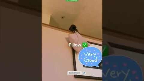 cute cat videos 😹 funny videos 😂 1126 😻 #shorts