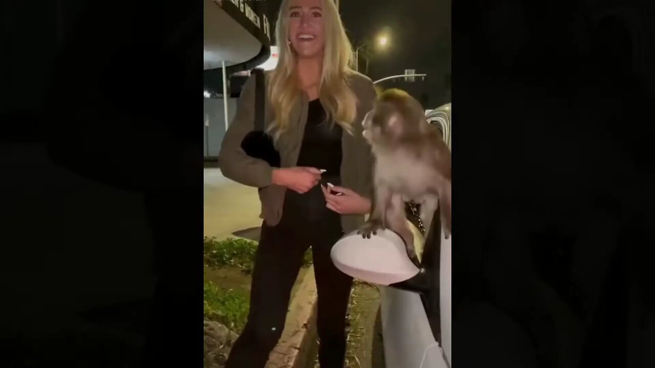 Cats And Dogs ] { Animal Comdy }