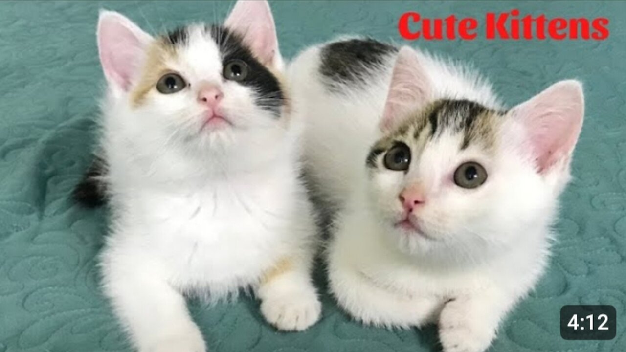 Beautiful cat