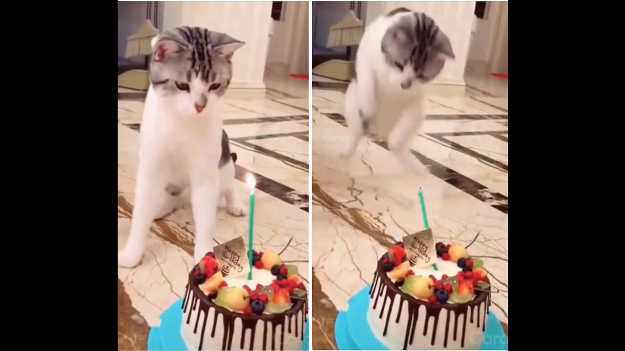 👯Funny Birthday Cute Cat 😺