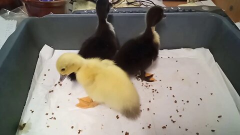 3 Muscovy Ducklings, getting a bit more inquisitive 12/06/2020 ( Video 2 )