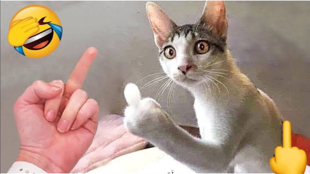 Funniest videos 😁 about cats and dogs - Best funny videos about animals 2023 😅