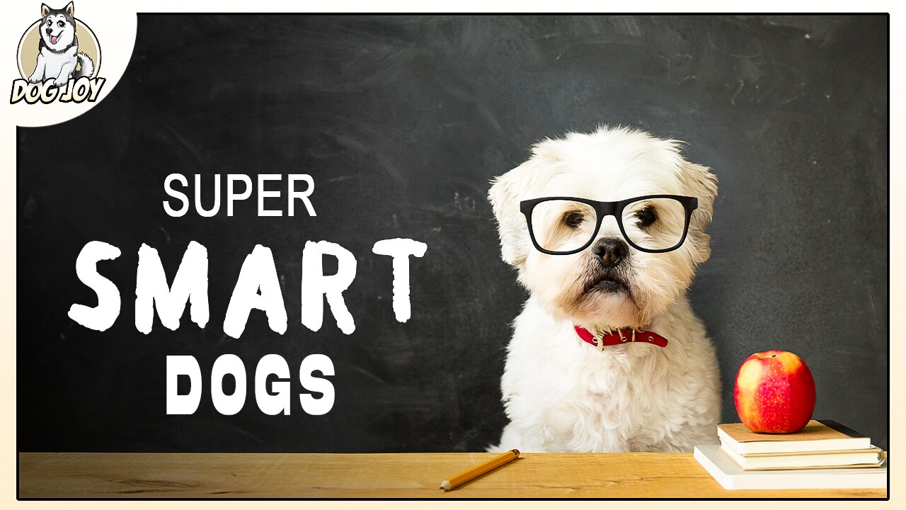 Most Intelligent Dog Breeds in the World