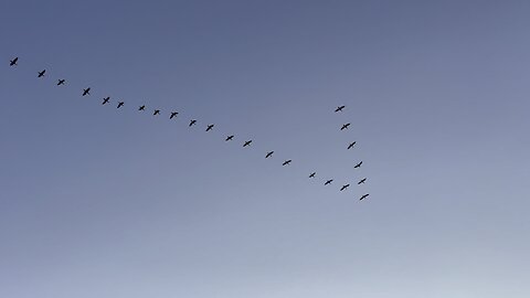 Birds & Sea