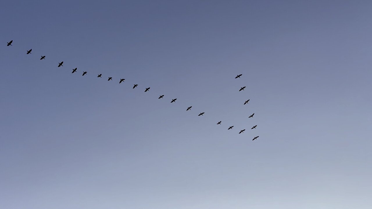 Birds & Sea