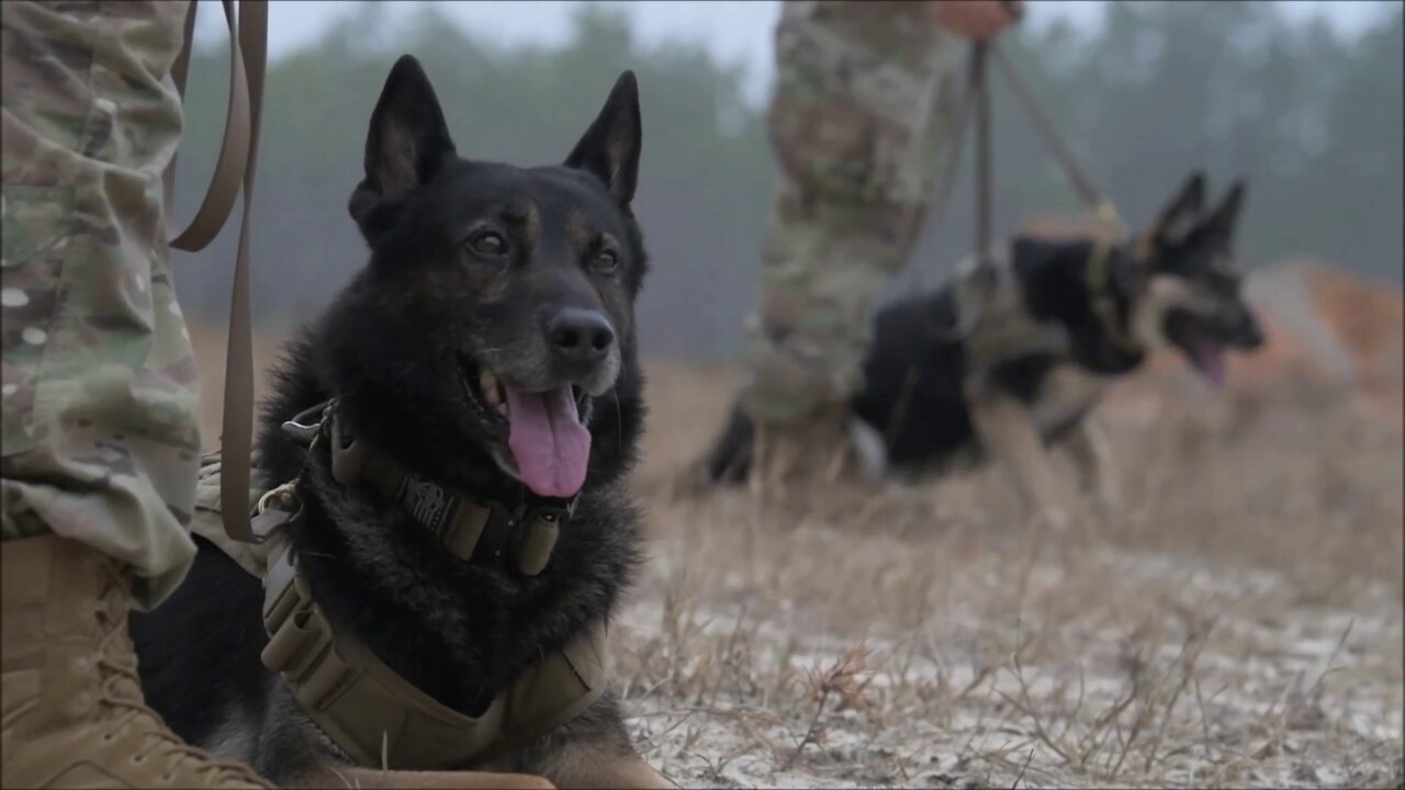 K-9 training at Hurlburt Field