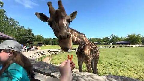 Feeding A Giraffe!