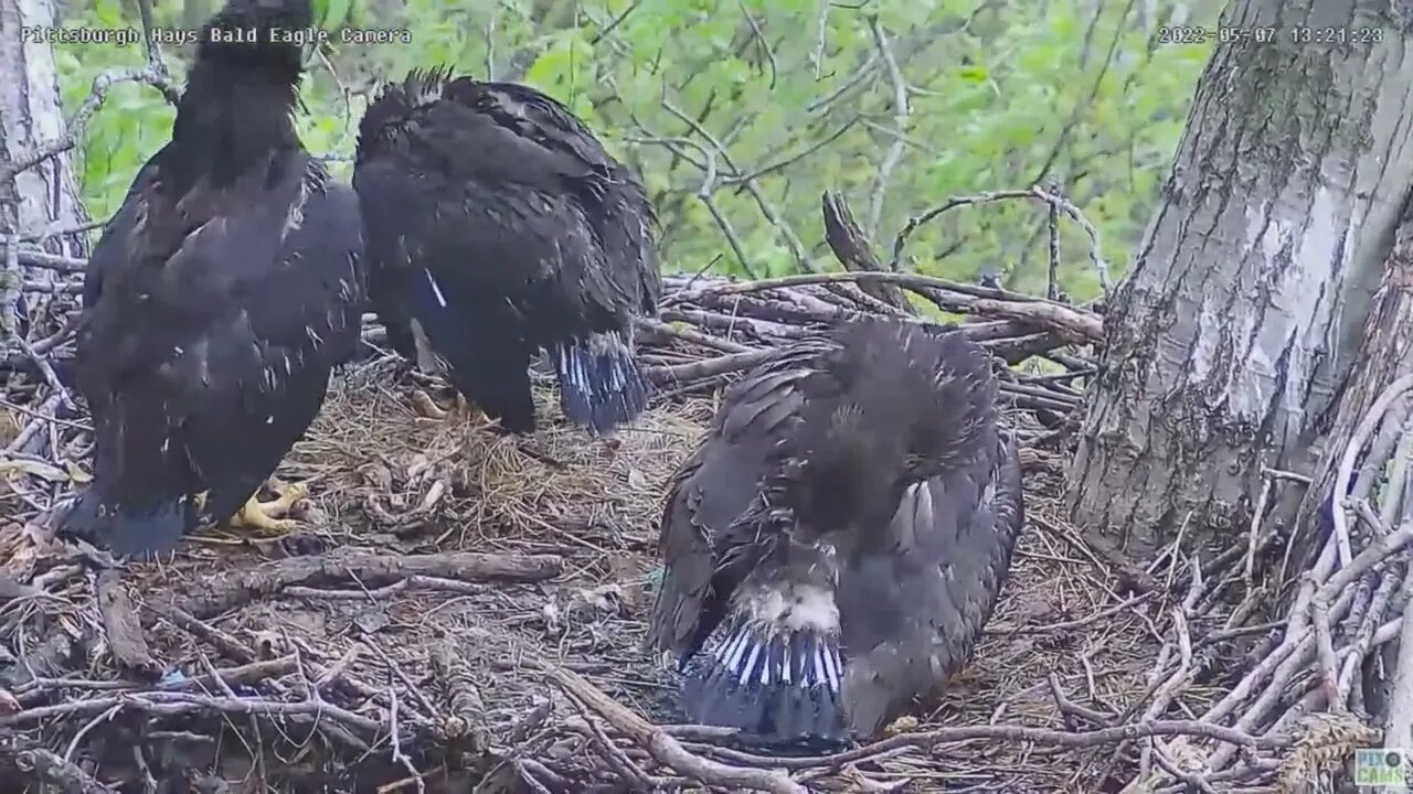 Hays Bald Eagles H17 Preening after a Rainstorm (Study) 2022 05 07 13 21 59 230