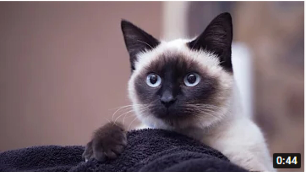 Most Beautiful Cat Compilation #1 | Photogenic Cats | #shorts | Cute Cats |