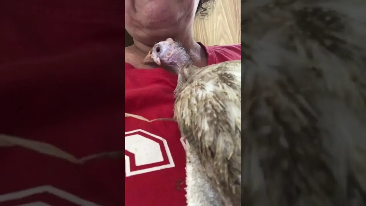 Guinea fowl whisperer with red-eyed cinnamon guinea fowl keet