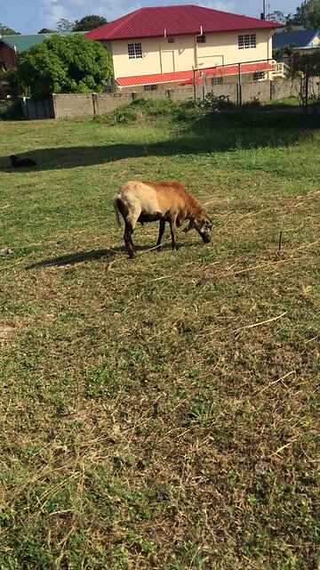 LAMBO HIMSELF EATS GRASS