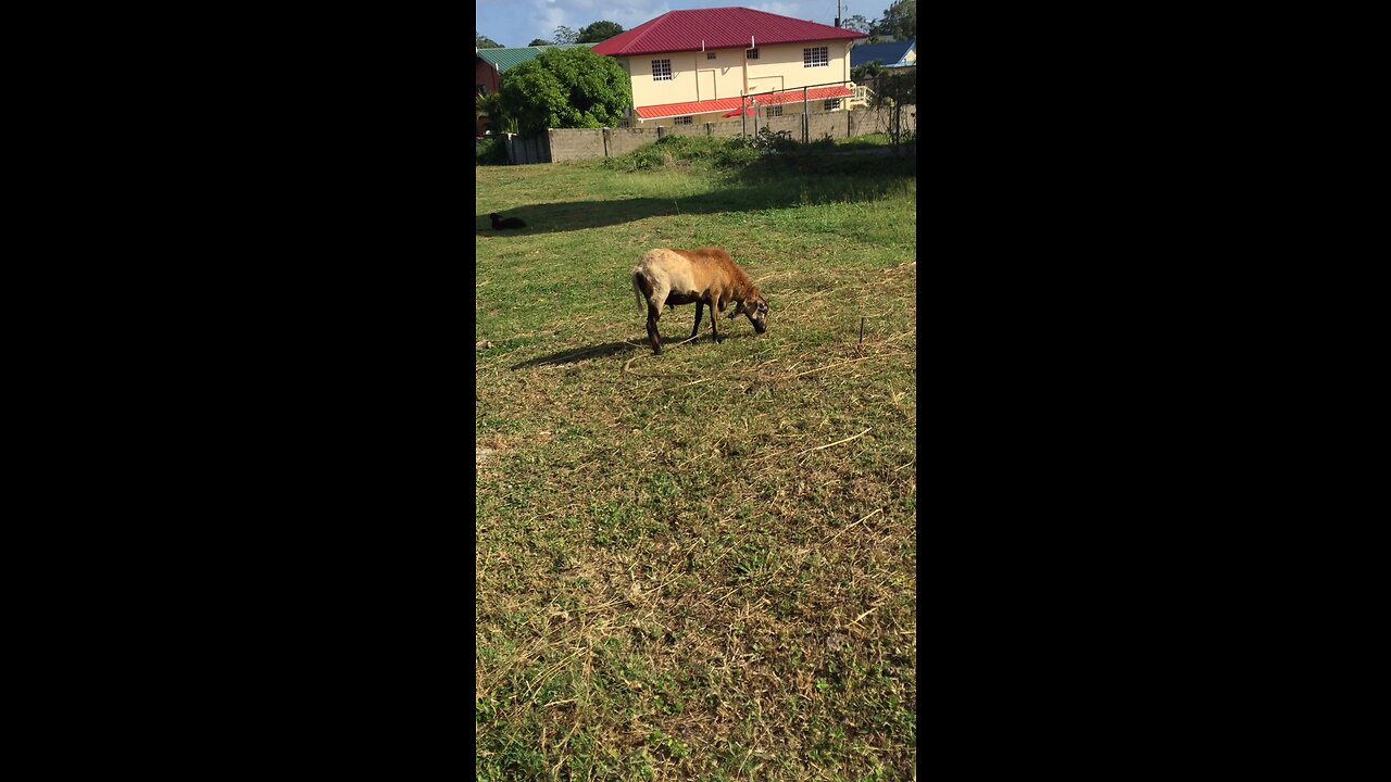 LAMBO HIMSELF EATS GRASS