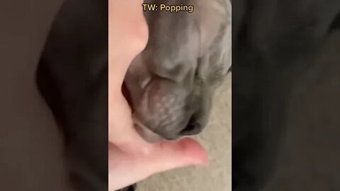 Cat's Blackheads Removal Satisfying
