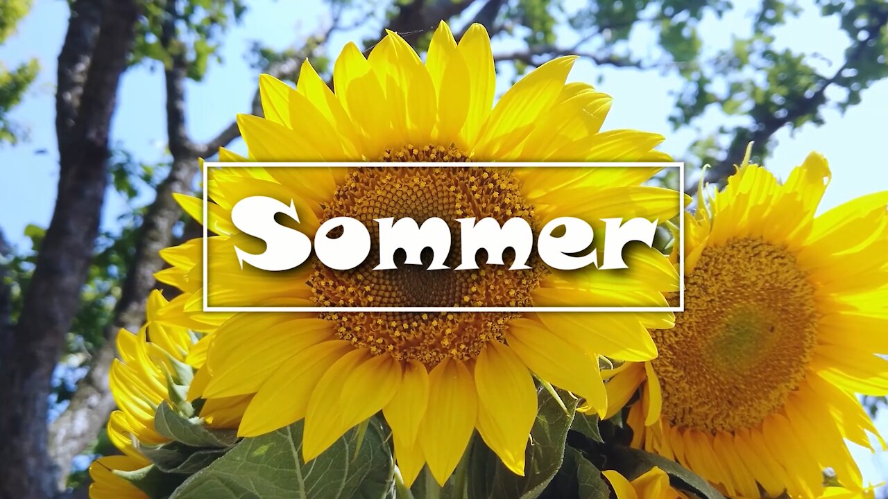 Sommer film