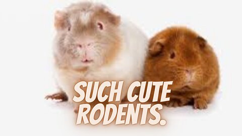 Such cute rodents.