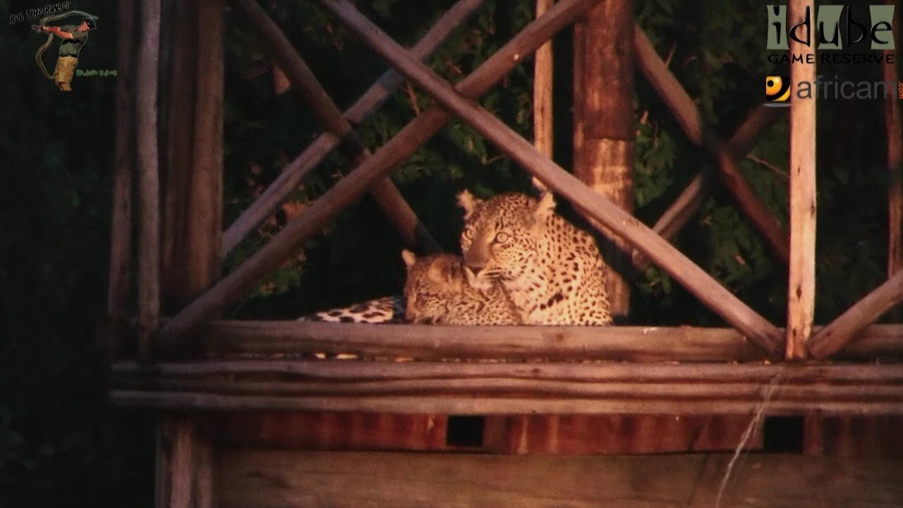 Leopard And Cub In The Bush Camp - Back At The Bush Camp: 07/08 January 2013
