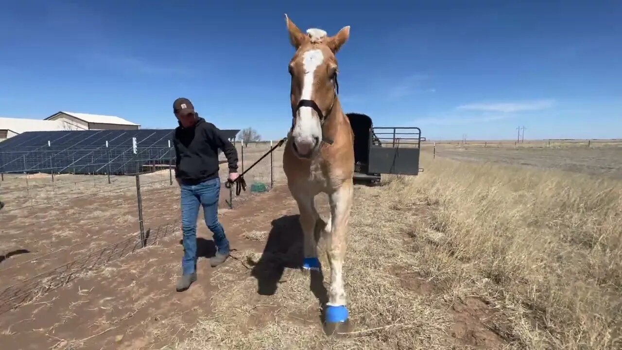 Update on Liam the GIANT Belgian Draft Horse saved from almost being sent to slaughter-3 weeks later