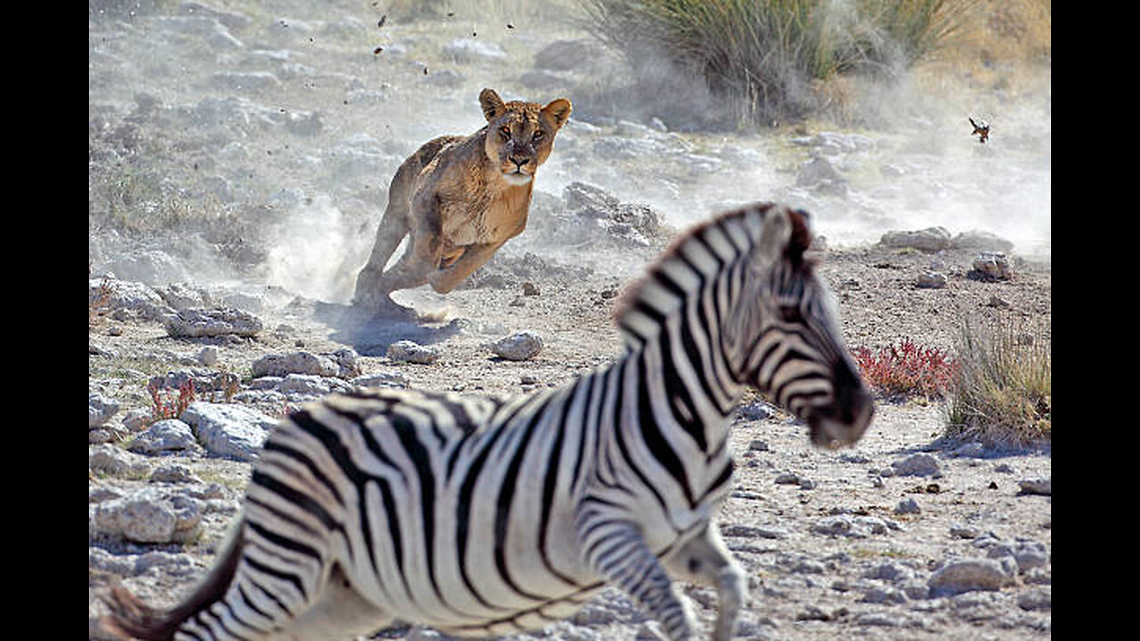 Brutal Hunting Cheetah Vs Zebra