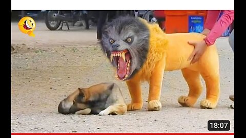 Troll Prank Dog Funny & fake Lion and Fake Tiger Prank To dog & Huge Box Prank to d...