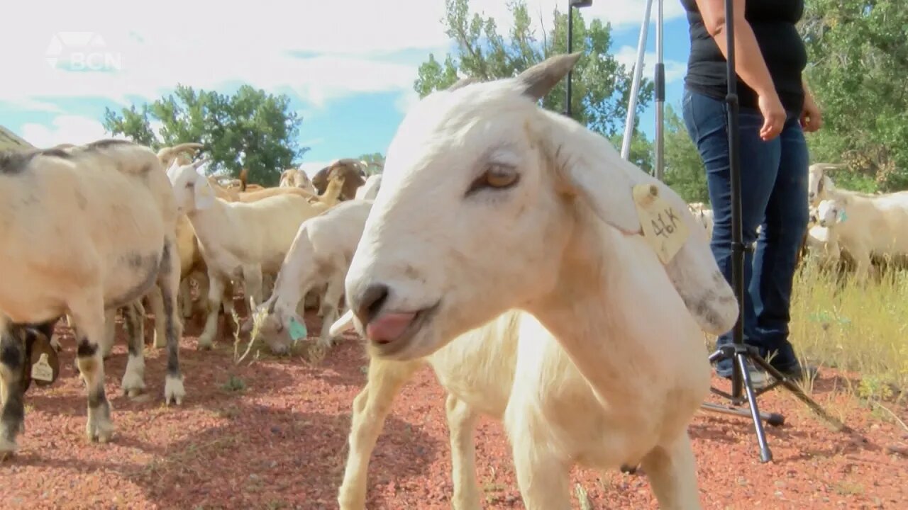 City Grazing Program In Final Day - August 29, 2022