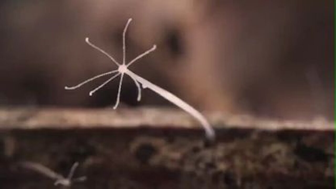 Crazy Nature Video of the Immortal "Hydra Vulgaris" Critter