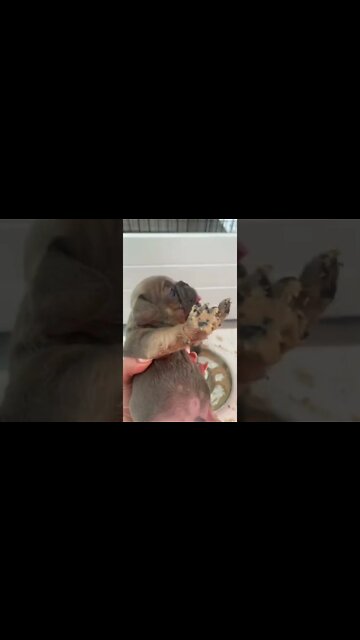 1Min Animal World #dogs #cats #pet