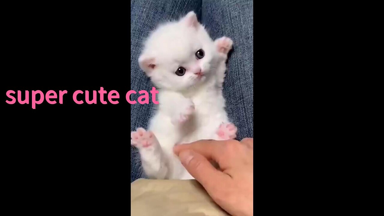 Super cute cat~🥰 😗