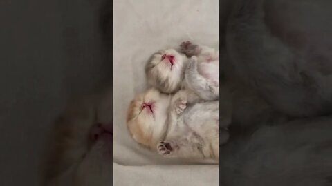 Cute pet