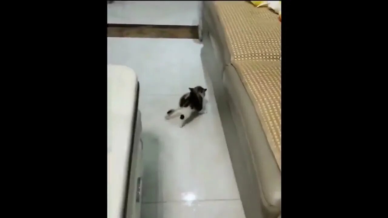 Cute kitten running madly #shorts #cat