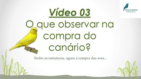 VIDEO 03 O QUE OBSERVAR NA COMPRA DO CANÁRIO