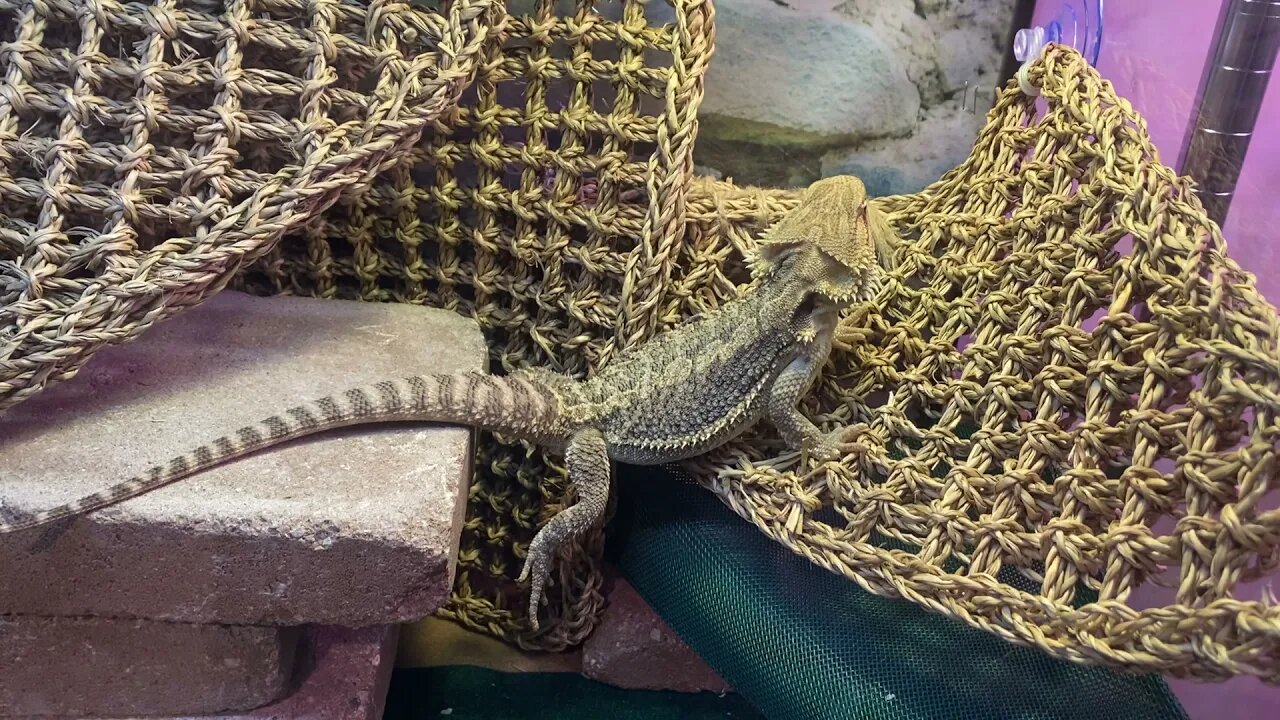 Emet our Male Bearded Dragon on Display - Strong Tail!