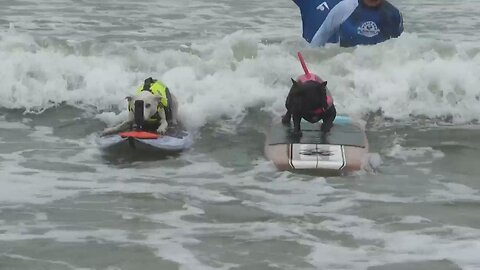 Surf’s up, paws down at the World Dog Surfing Championship | NE