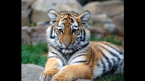 Baby animals_cutebabyanimals#