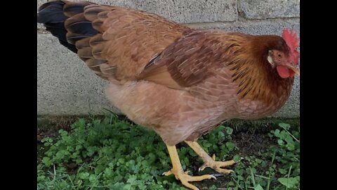 Watch How Our Chickens Love Tomato Scraps!