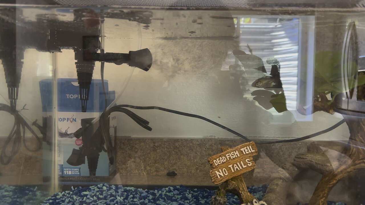 Baby piranha feeding on bloodworms