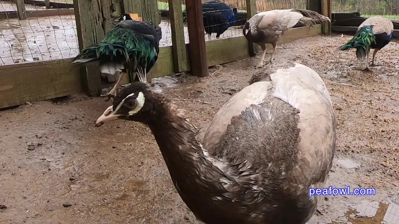 Freezing Rain And Peacocks, Peacock Minute, peafowl.com